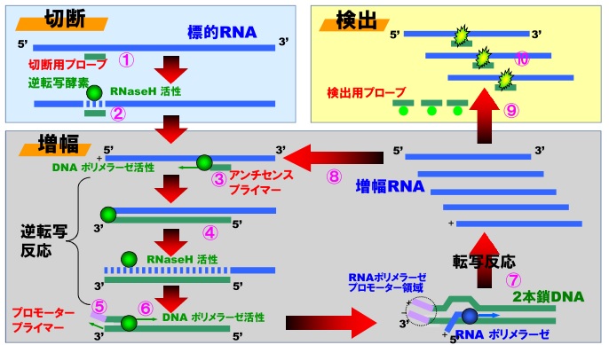 TRC原理改訂.jpg